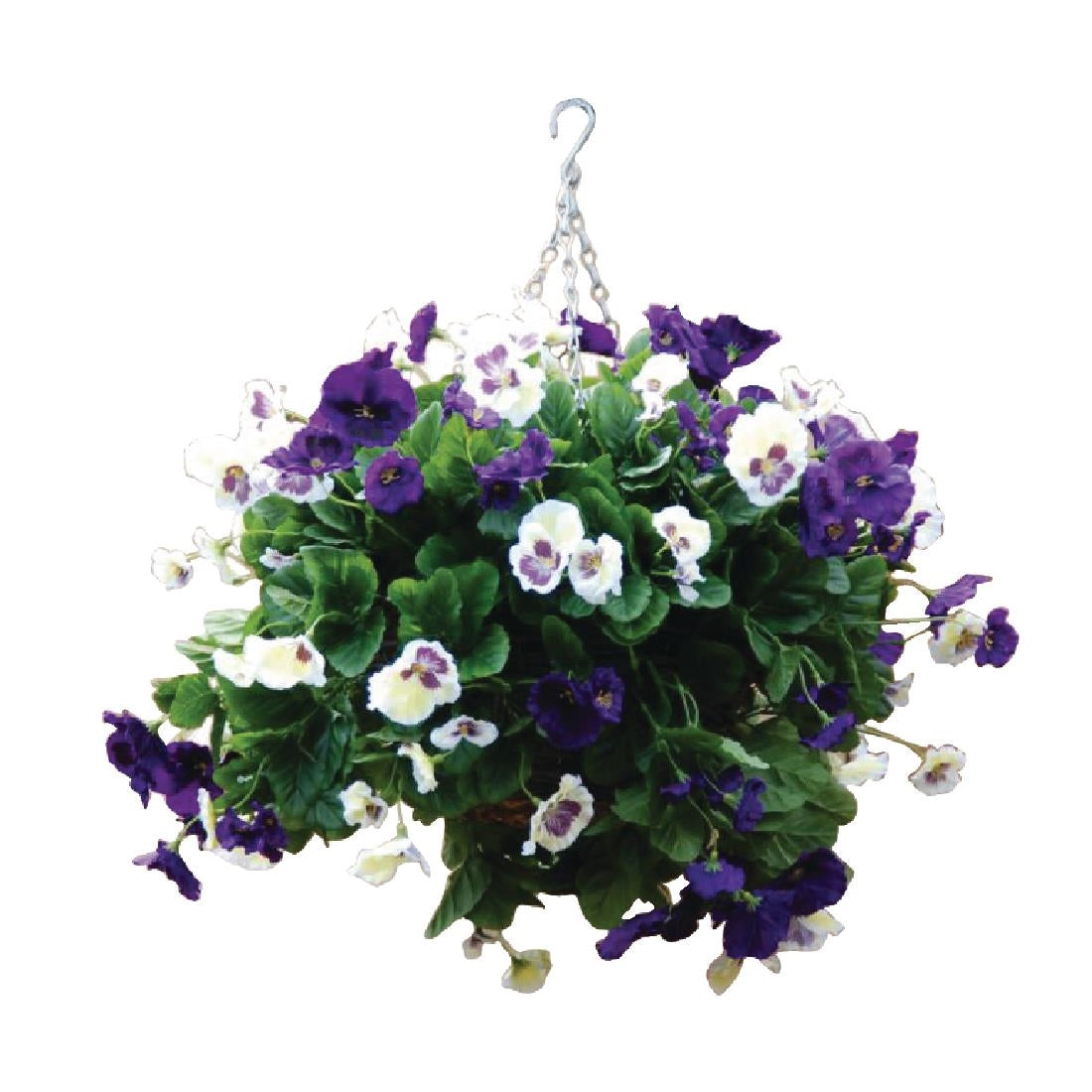 cg570_y_pansy-ball-purple-_-white.jpg